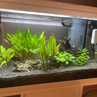 Acquario Juwel 70 litri