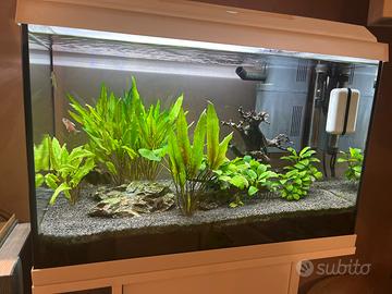 Acquario Juwel 70 litri