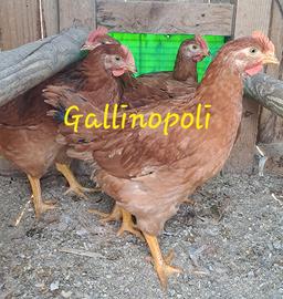 Polli doppio petto pesanti e faraone