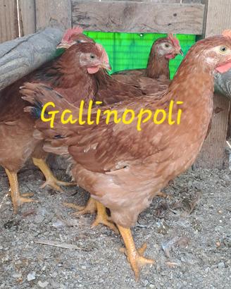 Polli doppio petto pesanti e faraone
