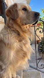 Disponibile per accoppiamento