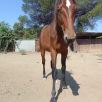 Futura trottatrice