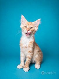 Maschietti Maine Coon