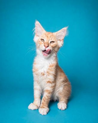 Maschietti Maine Coon