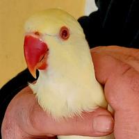 Parrocchetto dal collare cleartail