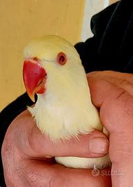 Parrocchetto dal collare cleartail