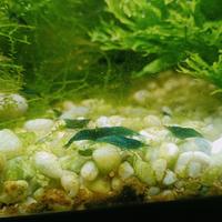 Neocaridine bluedream