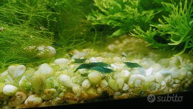 Neocaridine bluedream