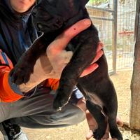 Cane corso