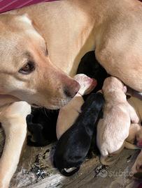 Cuccioli di labrador riporto, salvataggio, tartufi
