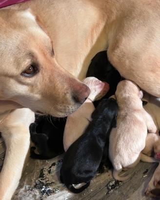 Cuccioli di labrador riporto, salvataggio, tartufi