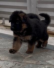 Cuccioli pastore tedesco