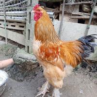 Galli brhama