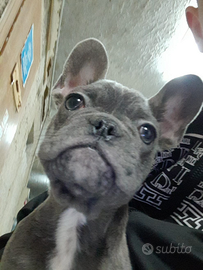 Bulldog francese