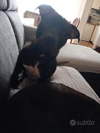 Cagnolini