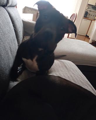 Cagnolini