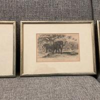 3 Stampe  ’800 con animali acquarellate a mano