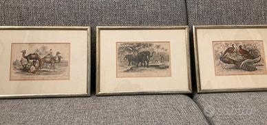 3 Stampe  ’800 con animali acquarellate a mano