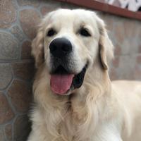 Golden retriever per accoppiamento - Linea 100% In