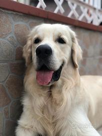 Golden retriever per accoppiamento - Linea 100% In