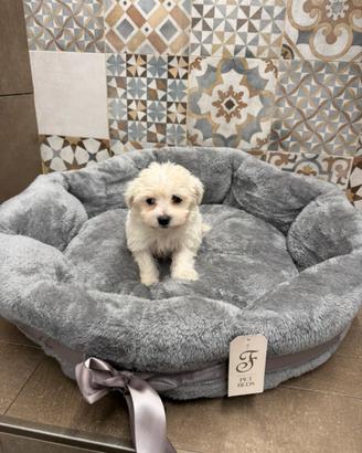 Maltese cuccioli