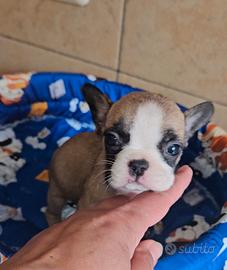 Bulldog Francese cucciola