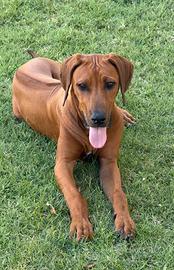 Cuccioli di Rhodesian Ridgeback
