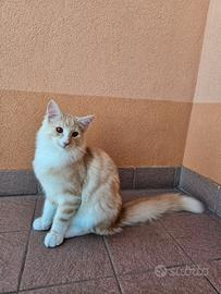 Gatti Norvegesi