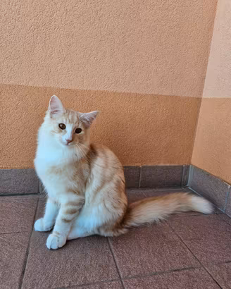 Gatti Norvegesi