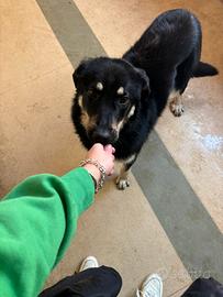 Cucciola 10 mesi taglia media