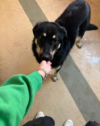 Cucciola 10 mesi taglia media