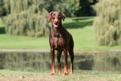 Dobermann maschio