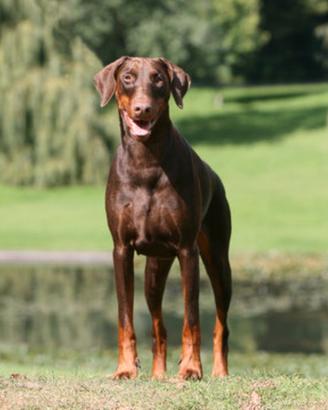 Dobermann maschio
