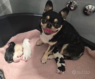 Chihuahua cuccioli pelo corto pedigree