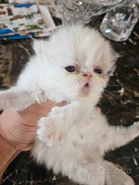 Gatto persiano seal point