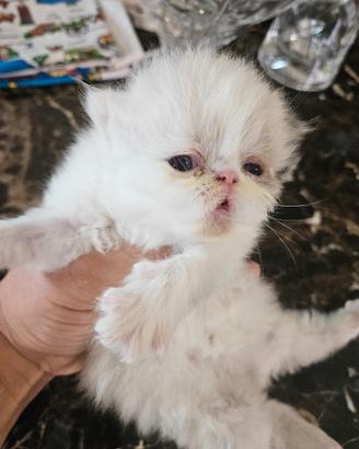 Gatto persiano seal point