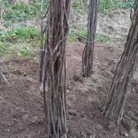 piante di nocciola 