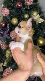 Cucciolo di chihuahua