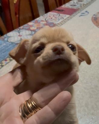 Chihuahua