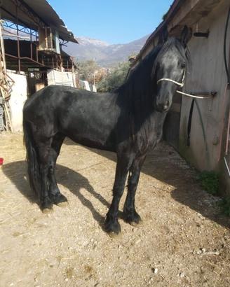 Cavallo Frisone stallone e puledro frisone