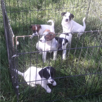 Cuccioli maschi simil Jack Russell