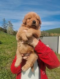 Cuccioli di Golden Americano - Marina Lab