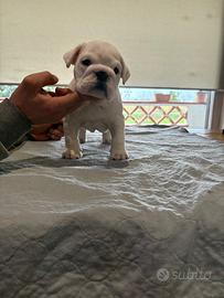 Cucciola di bulldog inglese