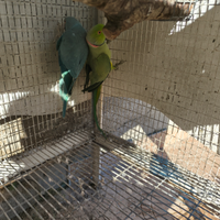 Coppia parrocchetto dal collare