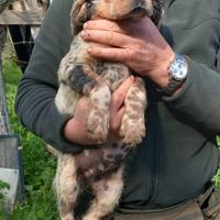 Setter inglesi