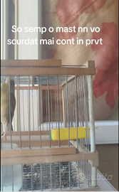 Incardellato di passata