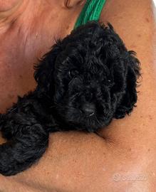 Cuccioli di barboncino nero