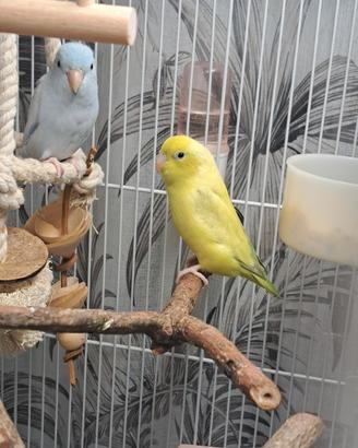 Coppia forpus