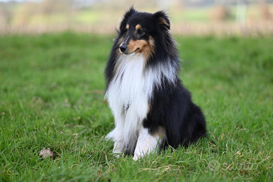 Pastore shetland il piccolo lassie in miniatura