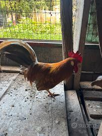 Gallo Livornese collo oro